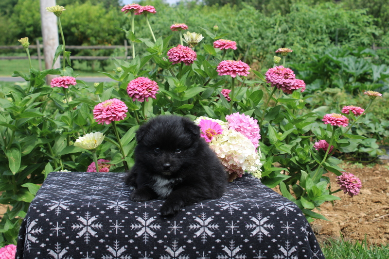 puppy, for, sale, Pomeranian, Matthew B. Stoltzfus, dog, breeder, Gap, PA, dog-breeder, puppy-for-sale, forsale, nearby, find, puppyfind, locator, puppylocator, aca